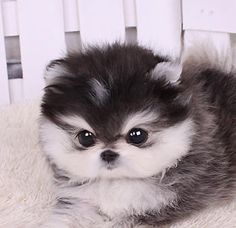 a small gray and white dog laying on top of a bed