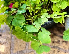 some green plants are growing in a pot