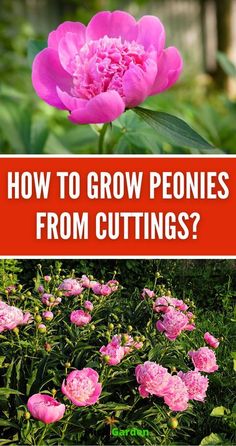 how to grow peonies from cuttings in the garden or on the lawn