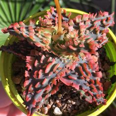 a close up of a plant in a pot