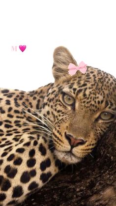 a leopard with a pink bow laying on top of it's head and looking at the camera