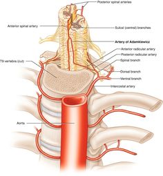 an image of the anatomy of the neck and upper part of the body with labels on it