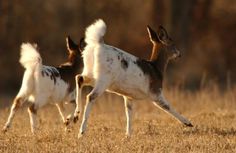 two deer running in the grass during the day