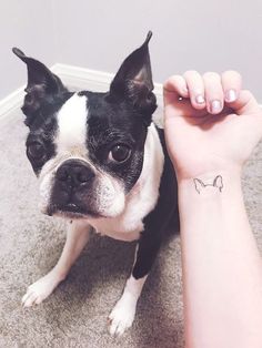 a small black and white dog sitting on the floor next to a person's arm