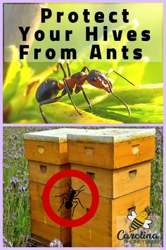 two bees and a beehive with the words protect your hives from ants