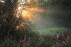 the sun shines brightly through the trees and bushes in this photo, as it peeks out from behind some tall grass