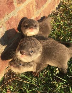 two baby otters standing next to each other on the grass near a brick wall