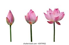 three pink lotus flowers on a white background