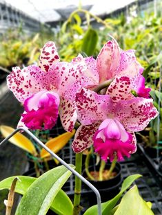 pink and white orchids blooming in a greenhouse