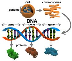 a diagram showing the structure of a gene