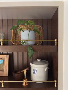 a potted plant sitting on top of a wooden shelf