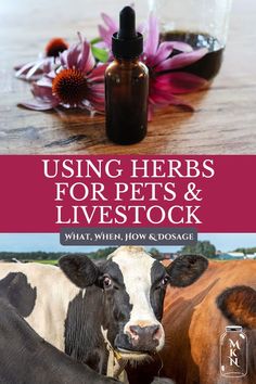 two cows standing next to each other on top of a wooden table with text overlay reading using herbs for pets and livestock