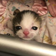 a small kitten is peeking over the edge of a bed with its eyes wide open