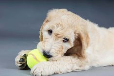 a puppy chewing on a tennis ball with it's paw in the air,