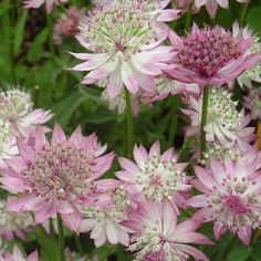 pink and white flowers blooming in the garden