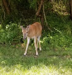 a small deer standing in the grass near some trees