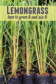 some plants that are growing in black bags with the words lemongrass how to grow it and use it