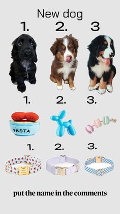 four different types of dog collars are shown in this graphic above the words, new dog, 1, 2, 3, and 4 put the name in the contents