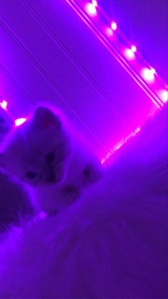 a white cat laying on top of a bed next to a purple light filled wall