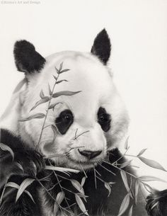 a black and white photo of a panda bear eating bamboo leaves with its eyes closed