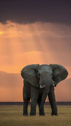 an elephant standing in the middle of a field with mountains in the background at sunset