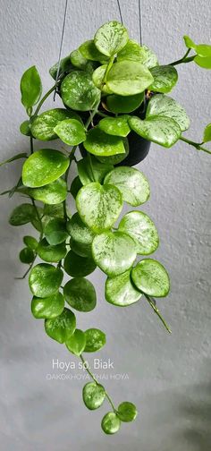 a green plant hanging from the ceiling