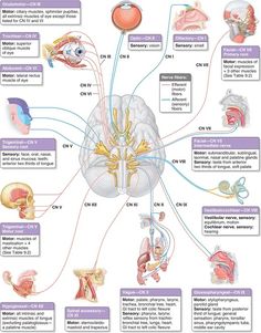 the human nervous system is shown in this diagram, with all its major functions and functions