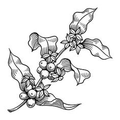 an ink drawing of flowers on a branch