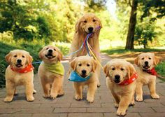 four golden retriever puppies are on a leash and the caption says happy mother's day to all our moms and dog moms