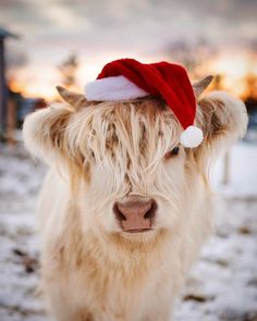 a furry cow wearing a santa hat in the snow