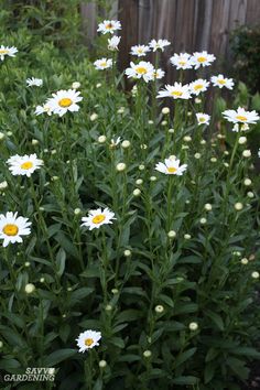 some white and yellow flowers in a garden