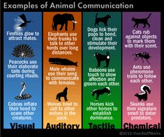 an animal communication poster with different types of animals and their names in each column,