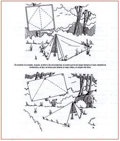 three different types of trees in the woods with arrows pointing up and down to each other