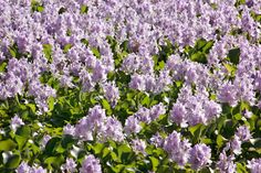 purple flowers are blooming in the field