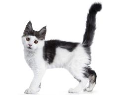 a black and white cat standing on top of a white floor