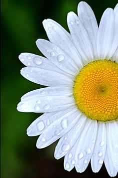 a white and yellow flower with water droplets on it