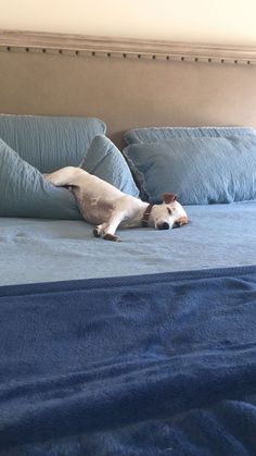 a white dog laying on top of a blue bed