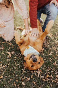 two people petting a dog in the grass