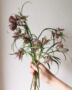 a hand holding a bunch of flowers in front of a white wall