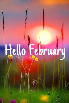 the words hello february are in front of a field with wildflowers at sunset