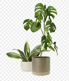 two potted plants with green leaves in them on a transparent background png image