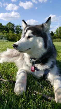 a black and white dog laying in the grass