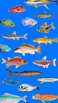 a group of fish that are standing in the water together on a blue background,