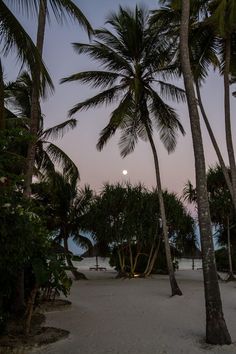 palm trees and benches on the beach at dusk with a full moon in the distance