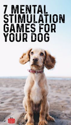 Dog Boredom, Brain Games For Dogs, Dog Behavior Problems, Dog Enrichment, Mental Stimulation, Dog Brain