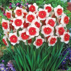 red and white flowers are in a garden