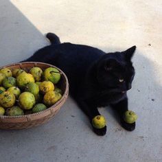 a black cat laying on the ground next to a basket full of yellow and green fruit