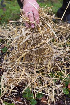 someone is picking up hay from the ground with their hands and fingers on top of it