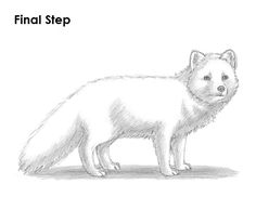 how to draw an arctic fox