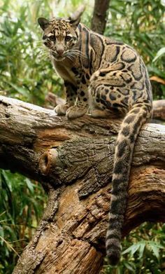 a cat sitting on top of a tree branch